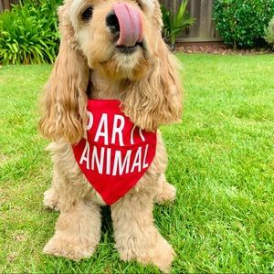 | “party animal” reversible red solo cup dog bandana |
